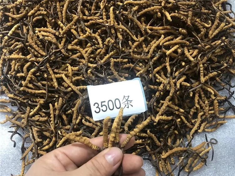 启东回收3500条虫草